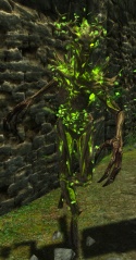 File:125px-EN-Creature-Wood Elemental.jpg