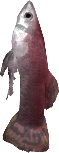 File:EN-Ingredient-Dead Pond Fish 04.png