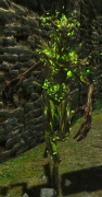 File:94px-EN-Creature-Wood Elemental.jpg