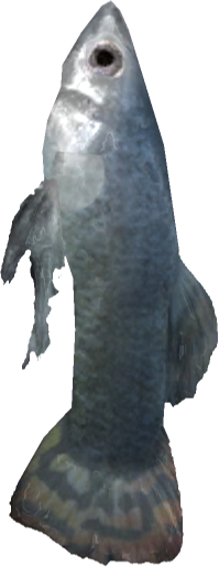 File:EN-Ingredient-Dead Pond Fish 02.png