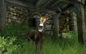 1600px-EN-Creatures-Bonni.jpg