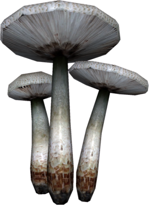 437px-EN-Ingredient-Leucoagaricus.png