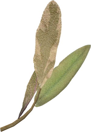 20251118162834!EN-Ingredient-Aeterna Ears.png