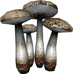 20251118162745!EN-Ingredient-Laundress Mushroom.png