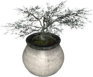 EN-Placeable-Juniper.png