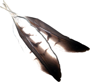 20251118162820!EN-Ingredient-Hawk Feathers.png