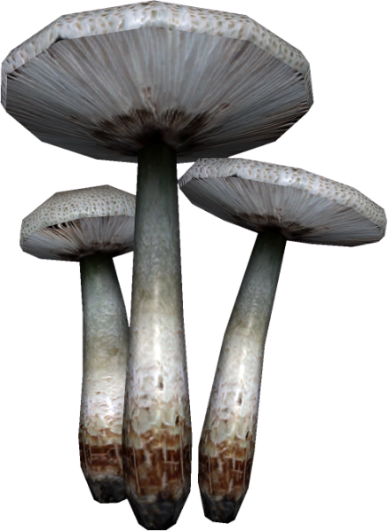 File:20251118162742!EN-Ingredient-Leucoagaricus.png