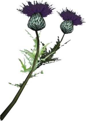 20251118162825!EN-Ingredient-Thistle.png