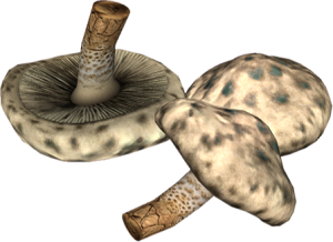20251118162826!EN-Ingredient-Armillaria.png