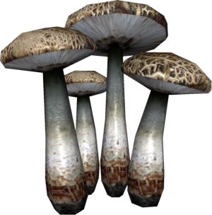 592px-EN-Ingredient-Laundress Mushroom.png